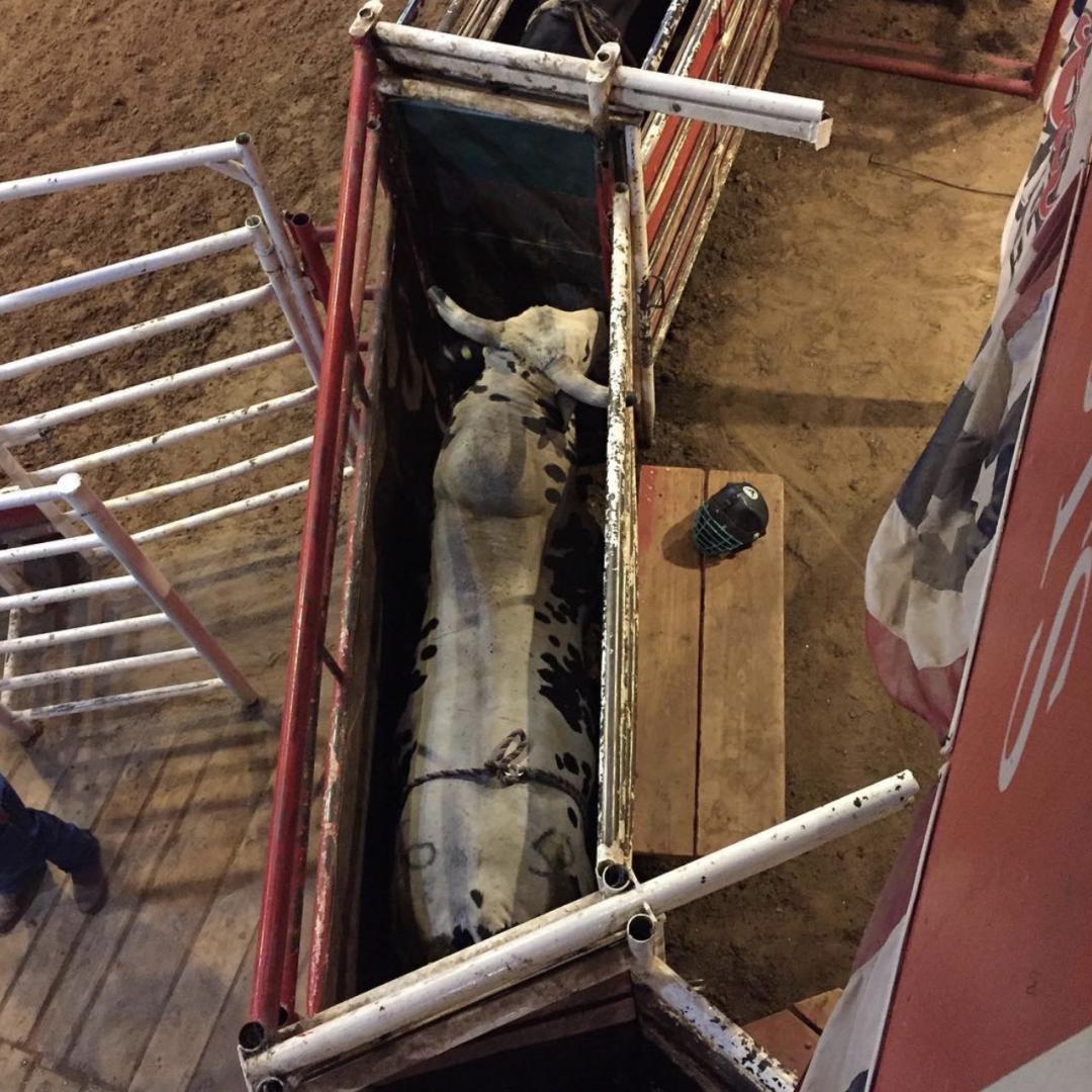 top view of bull in rodeo pen